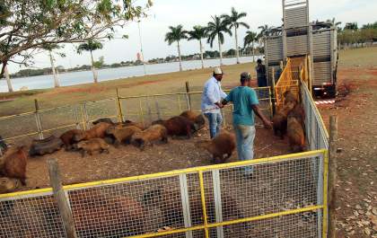 Meio Ambiente inicia o manejo das capivaras para o Parque dos Pombos