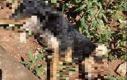Homem denuncia envenenamento de cachorra que deixou sete filhotes órfãos&nbsp;