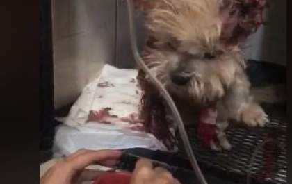 Cachorro tem pele do pescoço e orelha arrancados na Vila Alegre