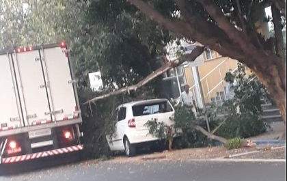 Caminhão derruba galho de árvore e interdita rua