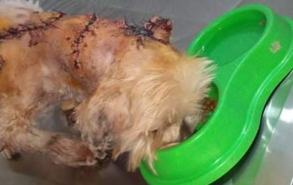 Cãozinho que teve pele do pescoço arrancada passa por cirurgia e está se recuperando