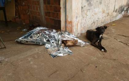 Imagem de cão ‘velando’ seu melhor amigo comove três-lagoenses