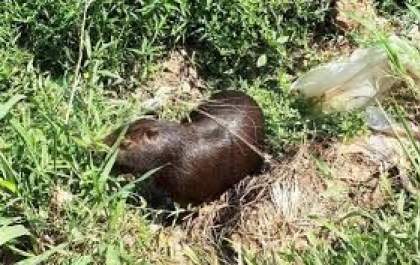 Homem é atacado por capivara durante pescaria