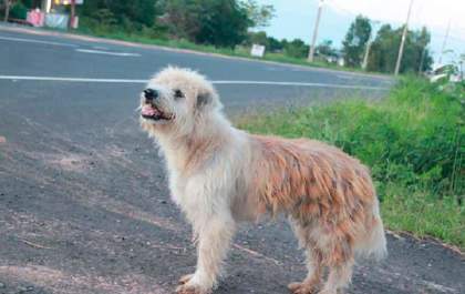 Cachorro fica 4 anos esperando seus donos