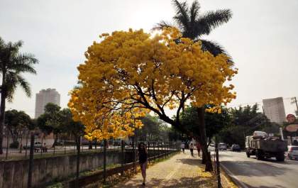 O ipê-amarelo que se tornou atração em Araçatuba