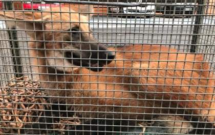 Lobo-guará é capturado pelo Corpo de Bombeiros andando pelo Centro