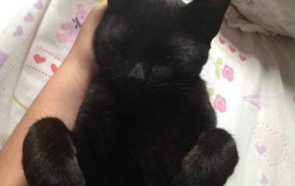 Gato preto espancado na sexta-feira 13 em Três Lagoas precisou amputar a pata