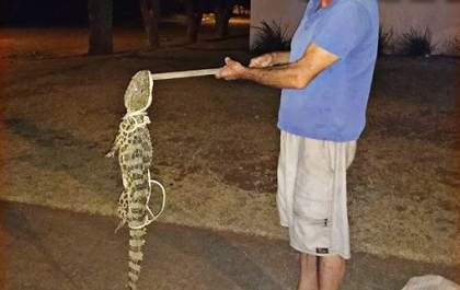Filhote de jacaré é capturado em quintal de casa em Três Lagoas