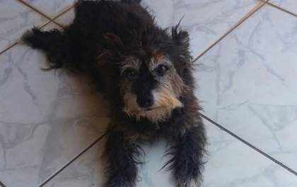 Internauta faz apelo para conseguir transfusão de sangue para seu cachorro