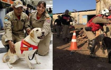 Cães de MS, Cindy e Bruce auxiliam no resgate de vítimas em Brumadinho