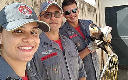 Bombeiros de Andradina capturam gavião Carcará