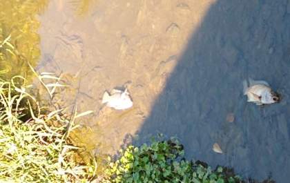 Laudo aponta descarte irregular de peixes no Machadinho