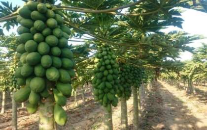Estado aponta Dracena como principal produtor de mamão papaia
