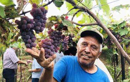 Começa a colheita da primeira safra comercial de uva em Araçatuba