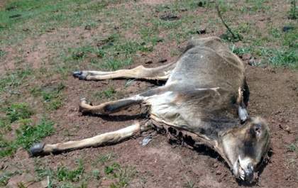 Gado abandonado e morrendo de fome em Cassilândia&nbsp;