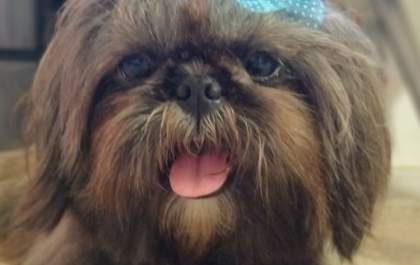Busca por namorado pela cachorrinha Samy viraliza nas redes sociais&nbsp;