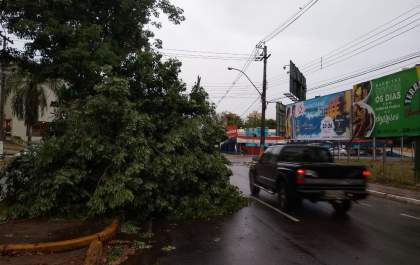 Temporal derruba árvores e causa estragos