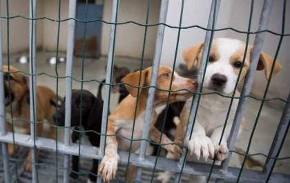 Poder público não deve abater cães, gatos e aves, determina projeto