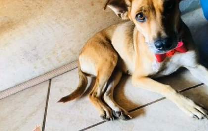 A paçoquinha precisa de ajuda para voltar para casa