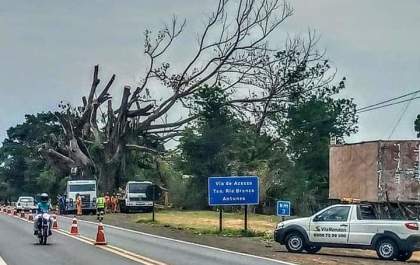 Poda drástica de árvore causa indignação em Guararapes