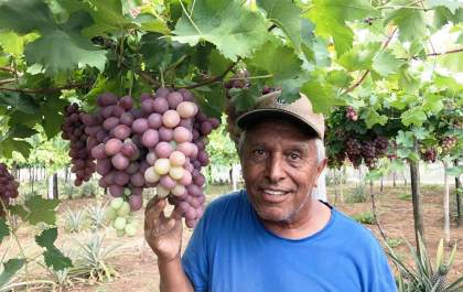Produtores de uva colhem primeira safra comercial