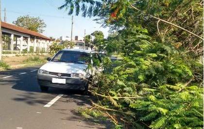 Aposentada registra BO por árvore caída em avenida