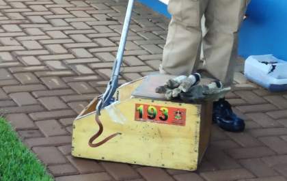 Bombeiros capturam cobra em posto de saúde no Novo Oeste
