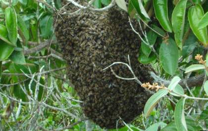 Quatro pessoas levam mais de mil picadas de abelhas durante pescaria