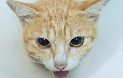 Polícia civil abre inquérito para investigar envenenamento de gatos
