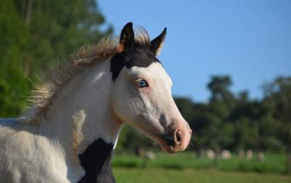 Cavalos Paint Horse desembarcam em Araçatuba na próxima semana