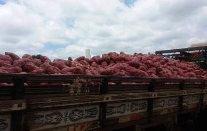 Ladrões roubam caminhão carregado com batata-doce