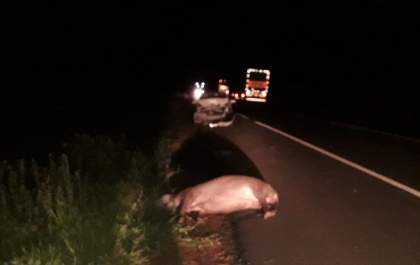 Motorista não consegue desviar e atropela anta na BR-262 em Arapuá
