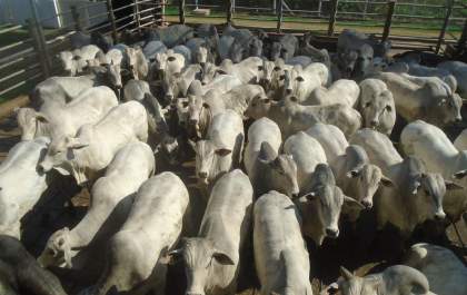 Circuito Nelore de Qualidade avalia 900 animais em Andradina