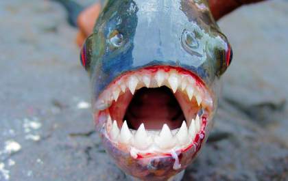Piranhas são risco para os banhistas nas praias de rios em SP