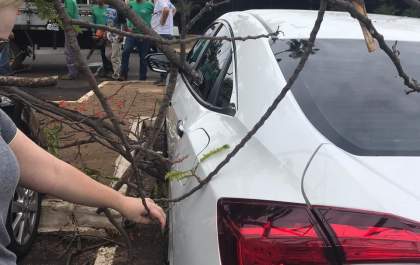Árvore cai em cima de carros na Circular da Lagoa Maior