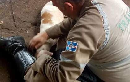 Agente de Trânsito salva cachorrinha atropelada e emociona as redes sociais