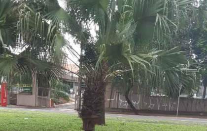 Curioso: Galinha abandonada em avenida chama atenção de motoristas&nbsp;