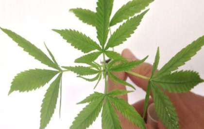 Anvisa autoriza fabricação e venda de medicamentos à base de Cannabis