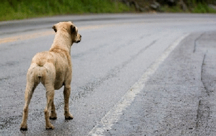Dono de cachorro que provocou capotamento tem que pagar R$ 8 mil