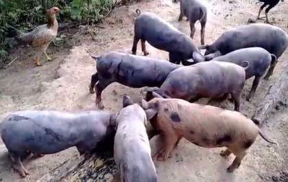 Desentendimento por causa de porco termina em ameaças de morte