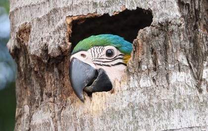 Ninhos de aves silvestres na Lagoa Maior recebem ações de preservação