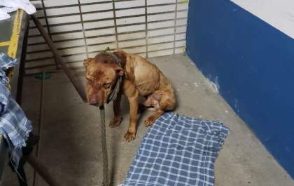 Protetora investiga casos de rinhas com cães e galos em Três Lagoas