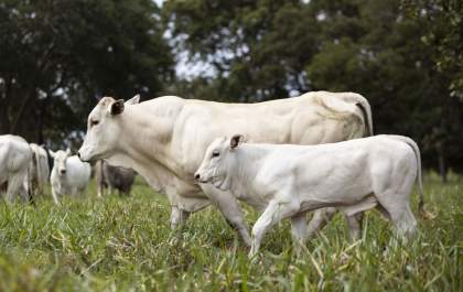 Uso de embriões garante qualidade genética e rentabilidade para produtores