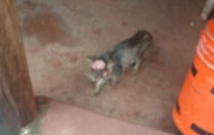 Gato tem os dois olhos arrancados e um corte profundo na cabeça na cabeça