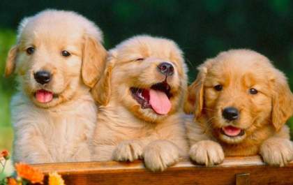 Conheça os 5 animais de estimação que vivem mais tempo