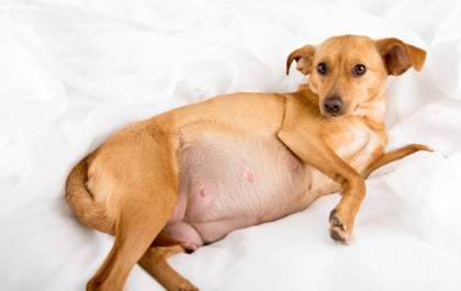 Gravidez canina não é segredo:  Veja tudo o que precisa saber