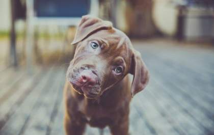 Confira 3 atitudes que indicam que seu cão pode estar pedindo ajuda