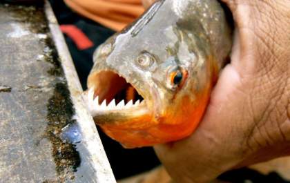 Turismo afirma que ataques de piranha não acontecem em Ilha Solteira
