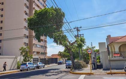Depois de repúdio, vereador quer regras mais rígidas para podas de árvores