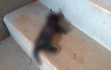 Mulher mata gato pisoteado em Três Lagoas e joga animal em escadaria